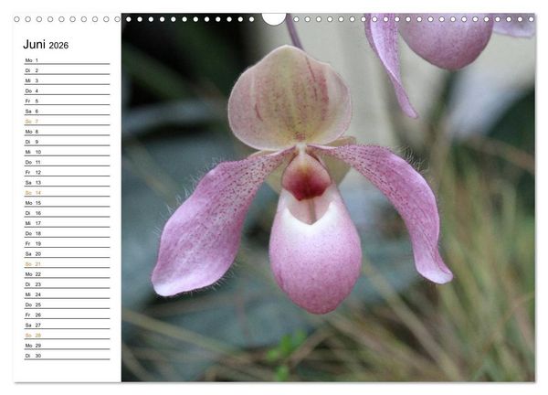 Produktbild: Prachtvolle Orchideen (Wandkalender 2026 DIN A3 quer), CALVENDO Monatskalender
