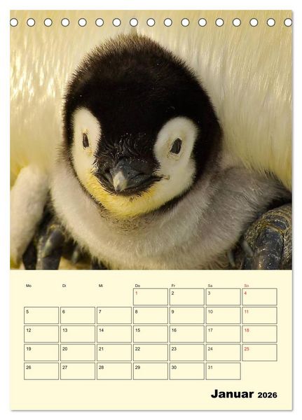 Produktbild: Pinguine. Wackeln im Thermo-Frack (Tischkalender 2026 DIN A5 hoch), CALVENDO Monatskalender