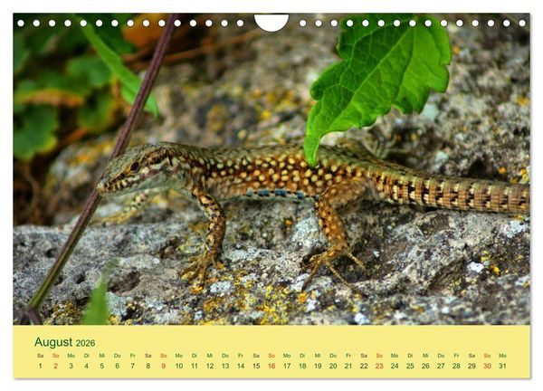 Produktbild: Flinke Eidechsen (Wandkalender 2026 DIN A4 quer), CALVENDO Monatskalender