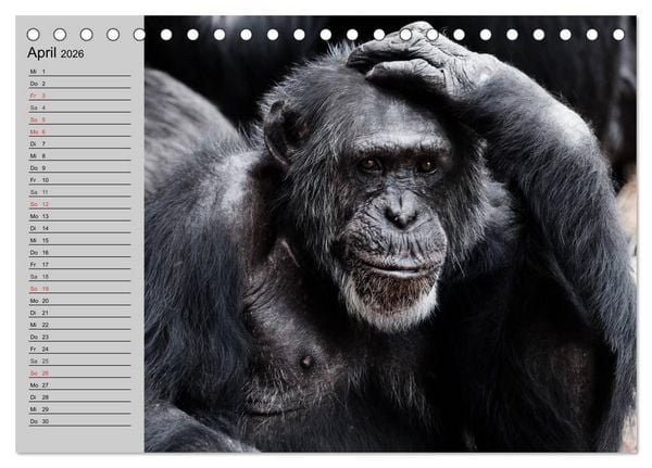 Produktbild: Schimpansen (Tischkalender 2026 DIN A5 quer), CALVENDO Monatskalender