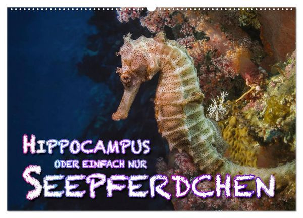 Produktbild: Hippocampus oder einfach nur Seepferdchen (Wandkalender 2026 DIN A2 quer), CALVENDO Monatskalender