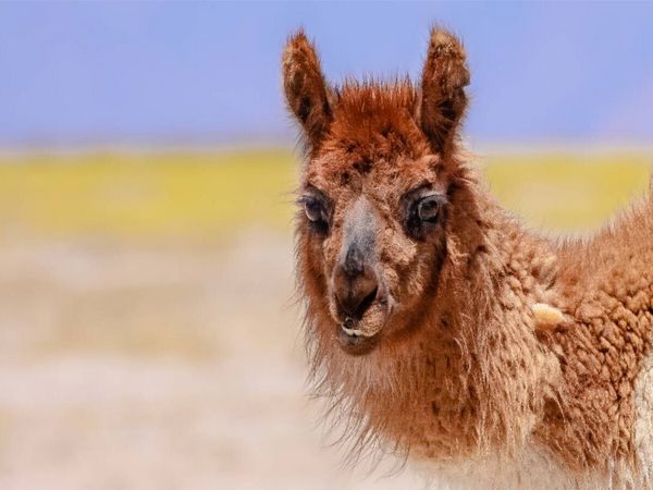 Produktbild: CALVENDO Puzzle Lama | 1000 Teile Lege-Gr&ouml;&szlig;e 64x48cm Foto-Puzzle f&uuml;r gl&uuml;ckliche Stunden