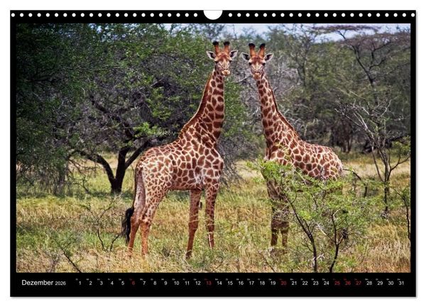 Produktbild: S&Uuml;DAFRIKA Augenblicke (Wandkalender 2026 DIN A3 quer), CALVENDO Monatskalender