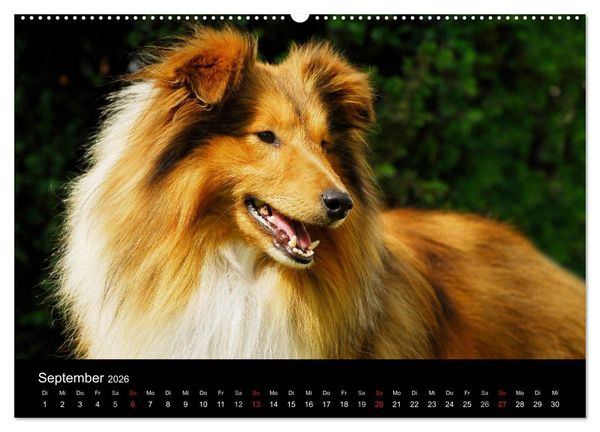 Produktbild: Sheltie 2026 (Wandkalender 2026 DIN A2 quer), CALVENDO Monatskalender