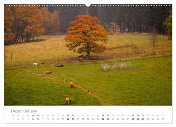 Produktbild: Wundersch&ouml;ne B&auml;ume im Sauerland (hochwertiger Premium Wandkalender 2026 DIN A2 quer), Kunstdruck in Hochglanz