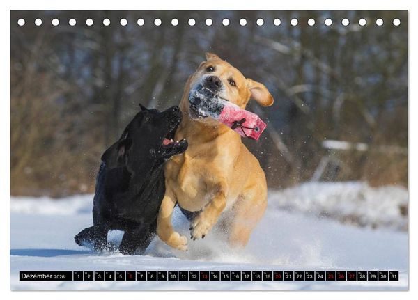 Produktbild: Labrador Retriever - ein Herz auf 4 Pfoten (Tischkalender 2026 DIN A5 quer), CALVENDO Monatskalender
