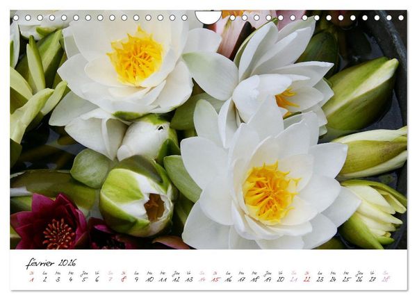 Produktbild: N&eacute;nuphars enchanteurs (Calendrier mural 2026 DIN A4 vertical), CALVENDO calendrier mensuel