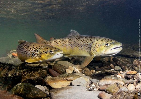 Produktbild: Frosch, Biber und Libelle. Tiere am Wasser. Kamishibai Bildkarten und Memo-Spiel