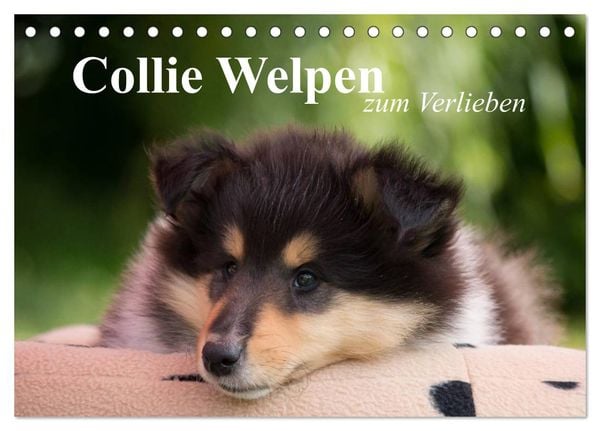 Collie Welpen zum Verlieben (Tischkalender 2024 DIN A5 quer), CALVENDO Monatskalender