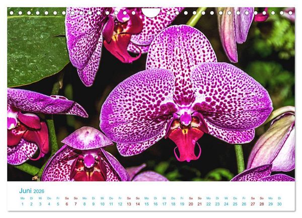Produktbild: Die K&ouml;nigin der Blumenwelt, die Orchidee (Wandkalender 2026 DIN A4 quer), CALVENDO Monatskalender