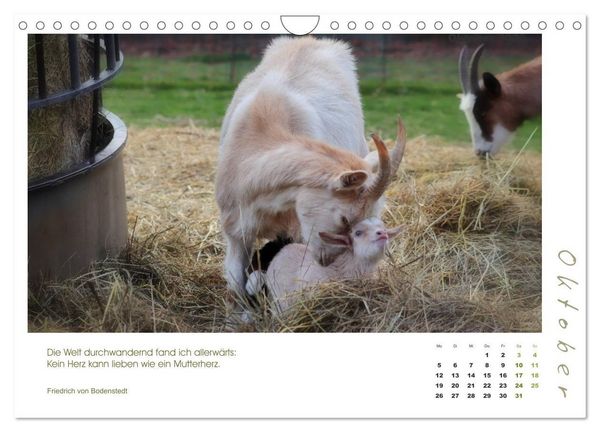 Produktbild: Mutterliebe - Ziegen mit ihren s&uuml;&szlig;en L&auml;mmern (Wandkalender 2026 DIN A4 quer), CALVENDO Monatskalender