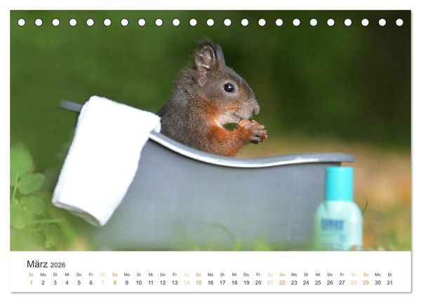 Produktbild: Geheimes Waldleben (Tischkalender 2026 DIN A5 quer), CALVENDO Monatskalender