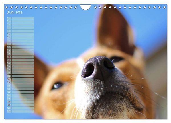 Produktbild: Basenji, der Kongo-Terrier (Wandkalender 2026 DIN A4 quer), CALVENDO Monatskalender