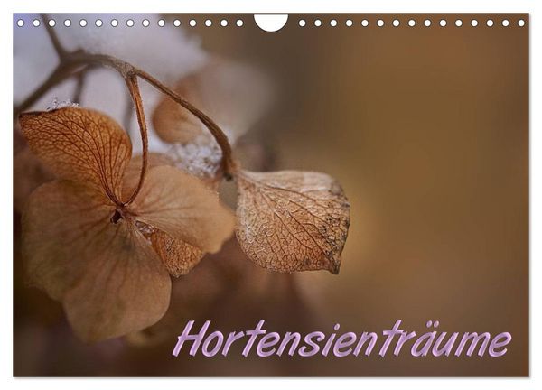 Produktbild: Hortensientr&auml;ume (Wandkalender 2026 DIN A4 quer), CALVENDO Monatskalender