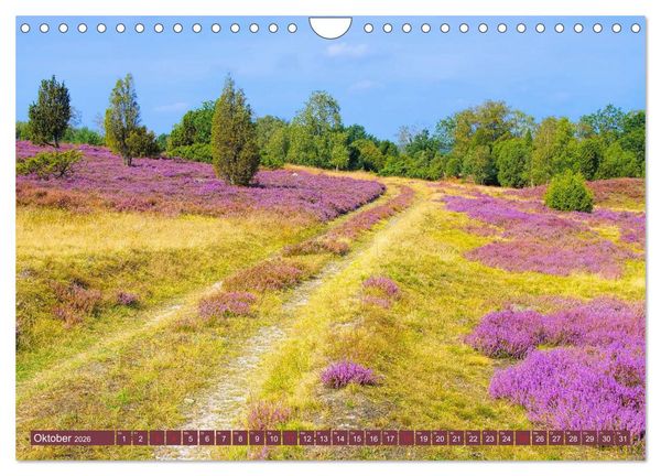 Produktbild: L&uuml;neburger Heide - Wanderung rund um Wilsede und Totengrund (Wandkalender 2026 DIN A4 quer), CALVENDO Monatskalender