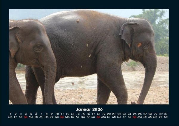 Produktbild: Elefanten Kalender 2026 Fotokalender DIN A4