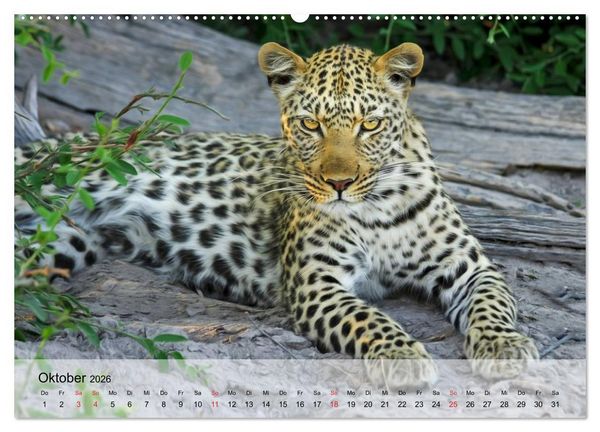 Produktbild: Leoparden. Elegante J&auml;ger (hochwertiger Premium Wandkalender 2026 DIN A2 quer), Kunstdruck in Hochglanz
