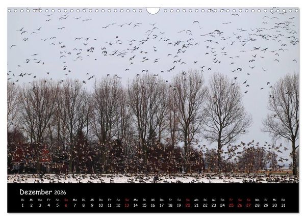 Produktbild: Schrei der Wildg&auml;nse (Wandkalender 2026 DIN A3 quer), CALVENDO Monatskalender