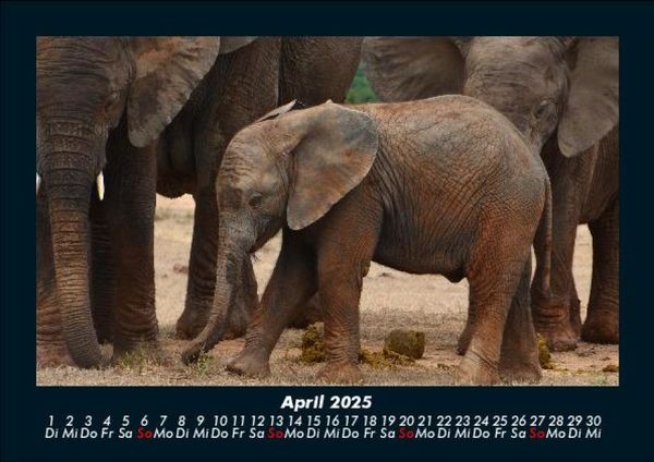 Produktbild: Der Tierkalender 2025 Fotokalender DIN A5
