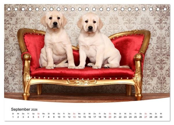 Produktbild: Labrador Welpen - Labrador Puppies (Tischkalender 2026 DIN A5 quer), CALVENDO Monatskalender
