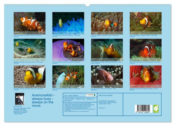 Produktbild: Anemonefish - always busy - always on the move (High Quality Premium Wall Calendar 2026 DIN A2 landscape),CALVENDO 12 Month Wall Calendar