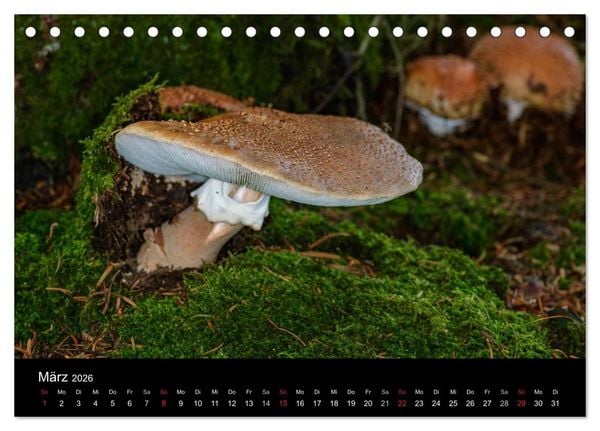 Produktbild: Pilze in Wald und Flur (Tischkalender 2026 DIN A5 quer), CALVENDO Monatskalender