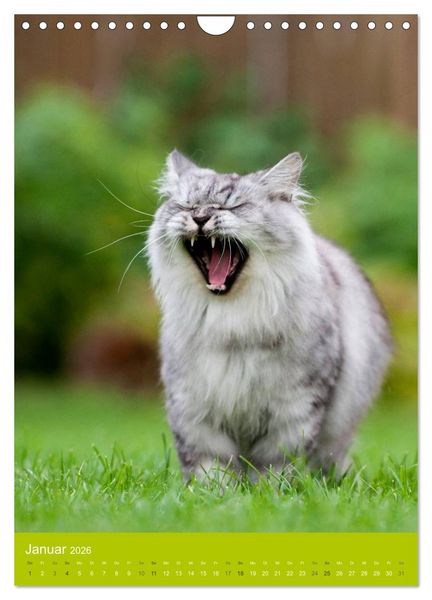 Produktbild: Britisch Langhaar Katzen (Wandkalender 2026 DIN A4 hoch), CALVENDO Monatskalender