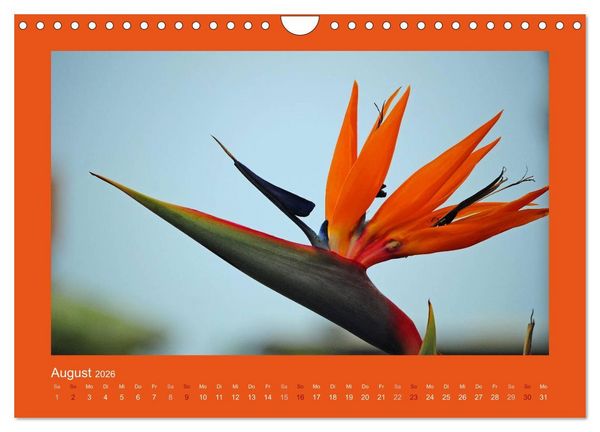Produktbild: Aloha Bl&uuml;tenzauber aus Hawaii (Wandkalender 2026 DIN A4 quer), CALVENDO Monatskalender