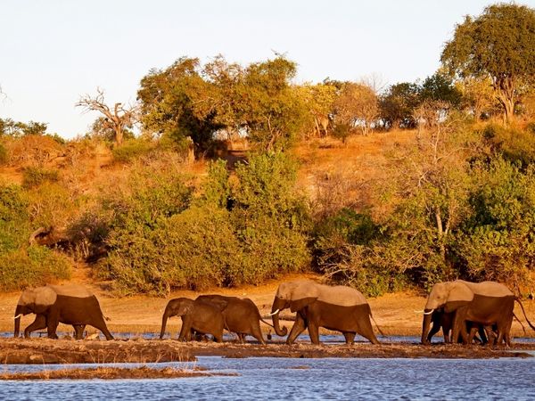 Produktbild: CALVENDO Puzzle Elefanten am Fluss, Afrika | 1000 Teile Lege-Gr&ouml;&szlig;e 64x48cm Foto-Puzzle f&uuml;r gl&uuml;ckliche Stunden