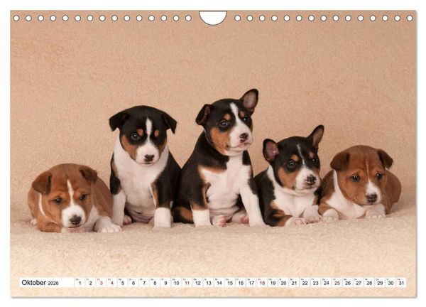 Produktbild: Wunderbare Basenji Welpenzeit (Wandkalender 2026 DIN A4 quer), CALVENDO Monatskalender