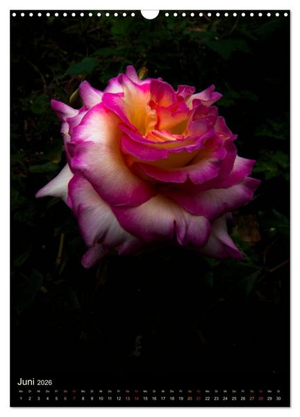 Produktbild: Gartenrosen (Wandkalender 2026 DIN A3 hoch), CALVENDO Monatskalender