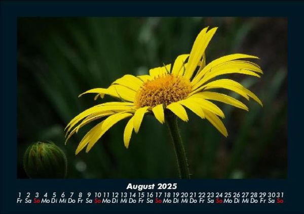 Produktbild: Blumentr&auml;ume 2025 Fotokalender DIN A5