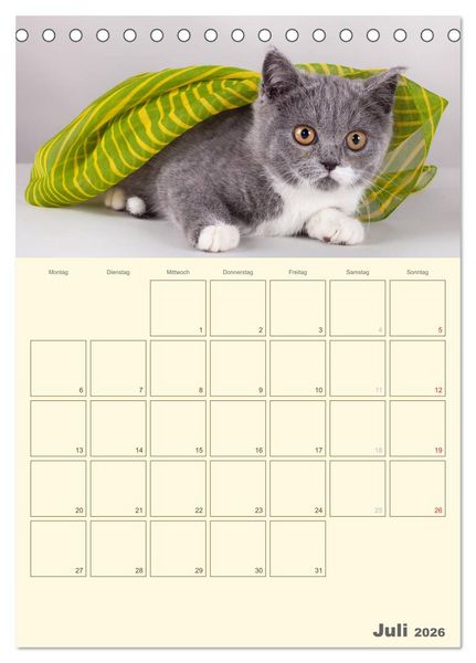 Produktbild: Britisch Kurzhaar Katzen - Planer (Tischkalender 2026 DIN A5 hoch), CALVENDO Monatskalender