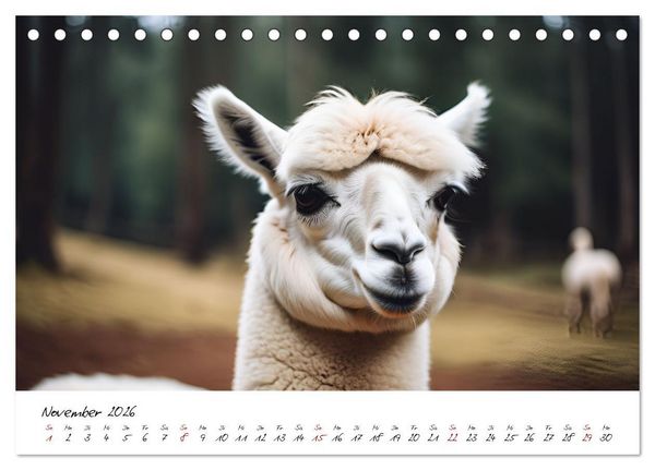 Produktbild: Alpakas, die sanften Andenbewohner (Tischkalender 2026 DIN A5 quer), CALVENDO Monatskalender