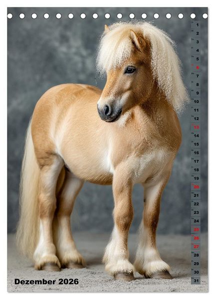 Produktbild: Das Leben ist ein Ponyhof - Zwergponys im Studiolicht (Tischkalender 2026 DIN A5 hoch), CALVENDO Monatskalender