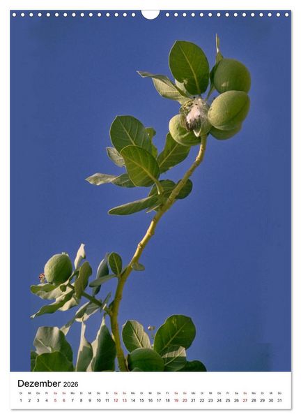 Produktbild: Fr&uuml;chte Israels (Wandkalender 2026 DIN A3 hoch), CALVENDO Monatskalender