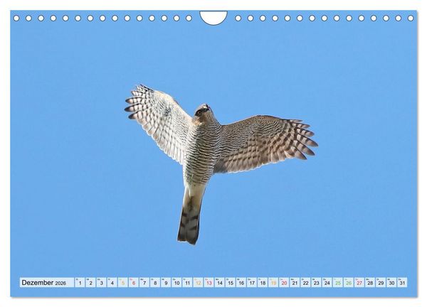 Produktbild: Spitze Krallen und scharfer Blick - Verhalten Sperber (Wandkalender 2026 DIN A4 quer), CALVENDO Monatskalender