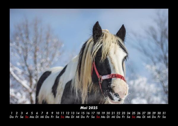 Produktbild: Die Welt der Pferde 2025 Fotokalender DIN A3