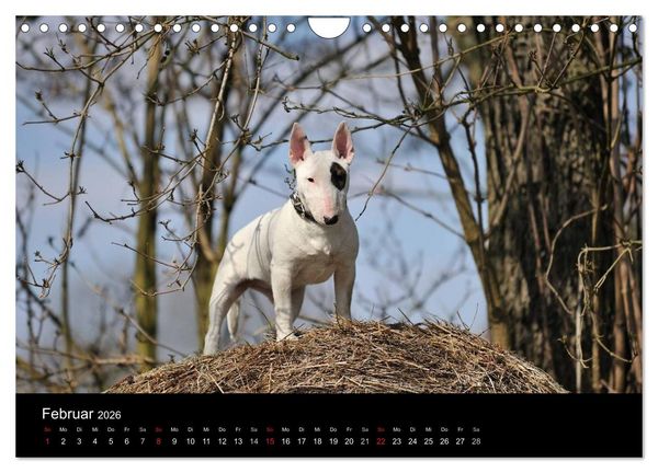 Produktbild: Bullterrier 2026 - Kleine Clowns mit gro&szlig;em Herz (Wandkalender 2026 DIN A4 quer), CALVENDO Monatskalender