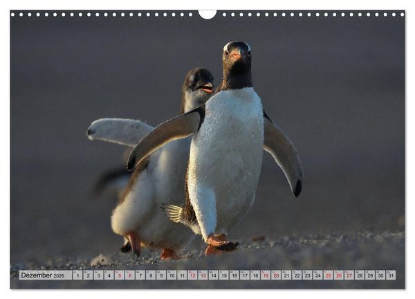 Produktbild: Pinguine der Falkland Inseln (Wandkalender 2026 DIN A3 quer), CALVENDO Monatskalender