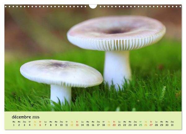 Produktbild: Champignons tout en couleurs (Calendrier mural 2026 DIN A3 vertical), CALVENDO calendrier mensuel