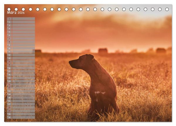 Produktbild: Rhodesian Ridgeback - Herzen auf vier Pfoten (Tischkalender 2026 DIN A5 quer), CALVENDO Monatskalender