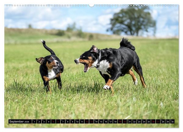 Produktbild: Appenzeller Sennenhunde - Fr&ouml;hliche Kameraden (Wandkalender 2026 DIN A2 quer), CALVENDO Monatskalender