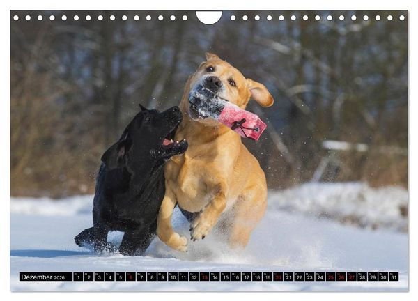 Produktbild: Labrador Retriever - ein Herz auf 4 Pfoten (Wandkalender 2026 DIN A4 quer), CALVENDO Monatskalender