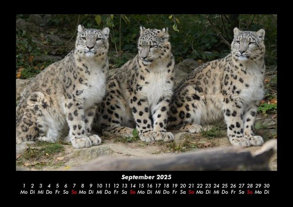 Produktbild: Tiere in der Wildnis 2025 Fotokalender DIN A3