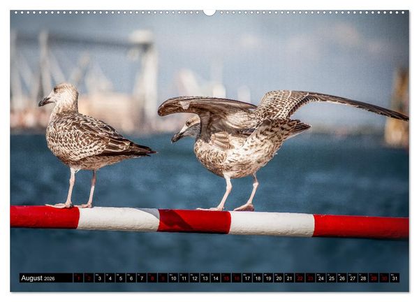 Produktbild: M&Ouml;WEN Freche Schreih&auml;lse (Wandkalender 2026 DIN A2 quer), CALVENDO Monatskalender