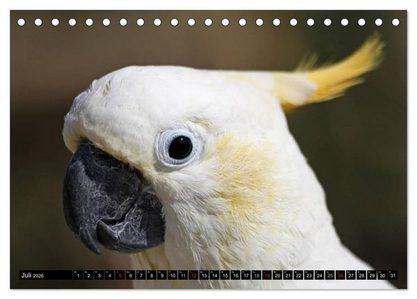 Produktbild: Die Kakadus sind los (Tischkalender 2026 DIN A5 quer), CALVENDO Monatskalender