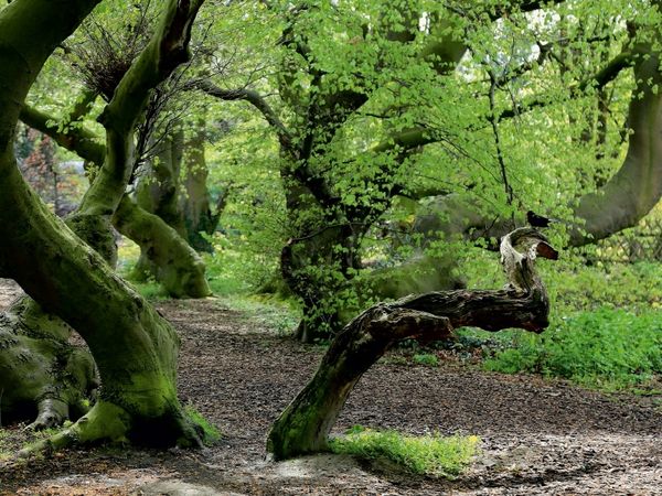 Produktbild: CALVENDO Puzzle Amselausguck im Mai 1000 Teile Puzzle quer | 1000 Teile Lege-Gr&ouml;&szlig;e 64 &times; 48 cm Foto-Puzzle f&uuml;r gl&uuml;ckliche Stunden