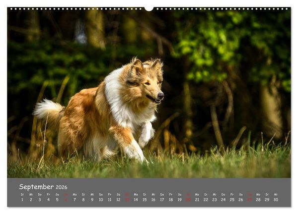 Produktbild: Einmal Collie - immer Collie (Wandkalender 2026 DIN A2 quer), CALVENDO Monatskalender