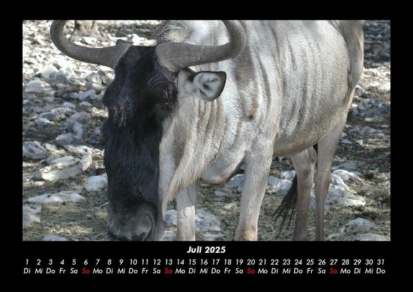 Produktbild: Welt der Tiere 2025 Fotokalender DIN A3